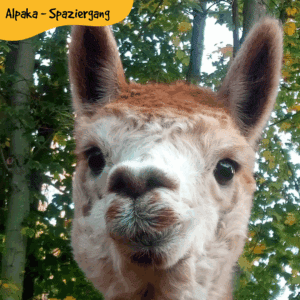 Alpaka Spaziergang