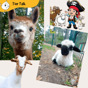 Tier - Talk